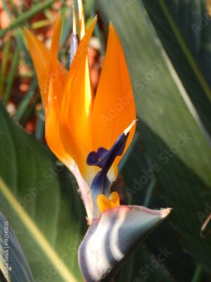 Papier peint  Strelitzia reginae, front