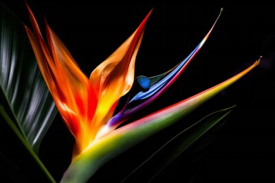 Papier peint  Strelitzia reginae,Gran Canaria,Spain, Generative AI