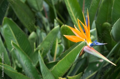 Papier peint  Strelitzia Reginae gros plan de fleurs (fleur d'oiseau de paradis)
