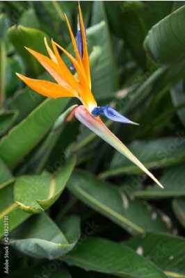Papier peint  Strelitzia Reginae gros plan de fleurs (fleur d'oiseau de paradis)