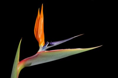 Papier peint  Strelitzia reginae (grue fleur ou d'oiseau de paradis)
