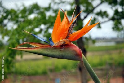 Papier peint  Strelitzia reginae (grue flowe) en Afrique du Sud