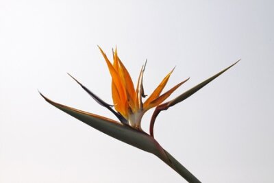 Papier peint  Strelitzia reginae, Grue Lily, oiseau de paradis de fleurs