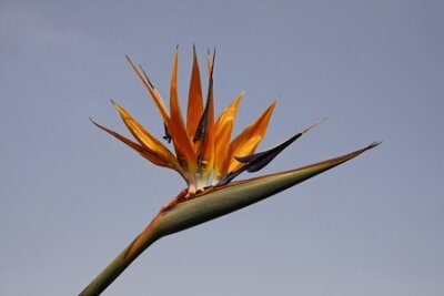 Papier peint  Strelitzia reginae, Grue Lily ou oiseau de paradis fleur de l'Allemagne, de l'Europe