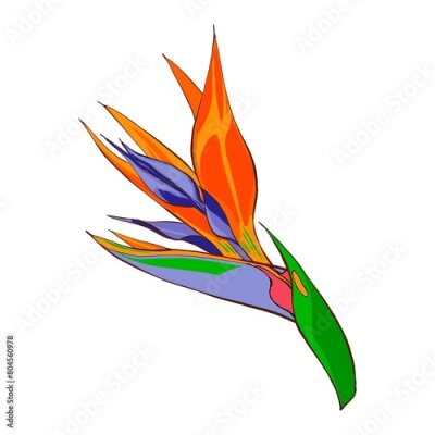 Papier peint  Strelitzia reginae hand drawn illustration, exotic flowers. Tropical flower isolated on white background.  Hawaii flora in flat style. Design element for logo, greeting card and design.