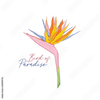 Papier peint  Strelitzia reginae hand drawn vector illustration. Bird of paradise inscription. Beautiful flower, tropical plant cartoon drawing. Exotic flora banner decorative design element with calligraphy