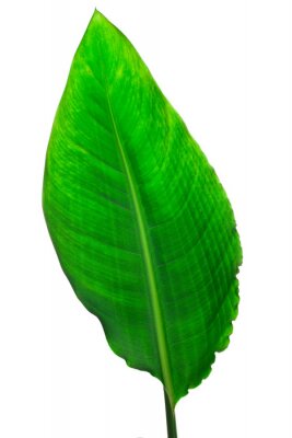 Papier peint  Strelitzia reginae, Heliconia, Bird of paradise, foliage isolated on white background.