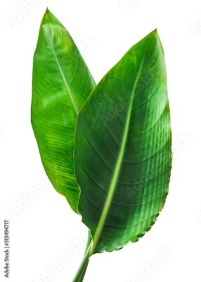 Papier peint  Strelitzia reginae, Heliconia, Bird of paradise, foliage isolated on white background.