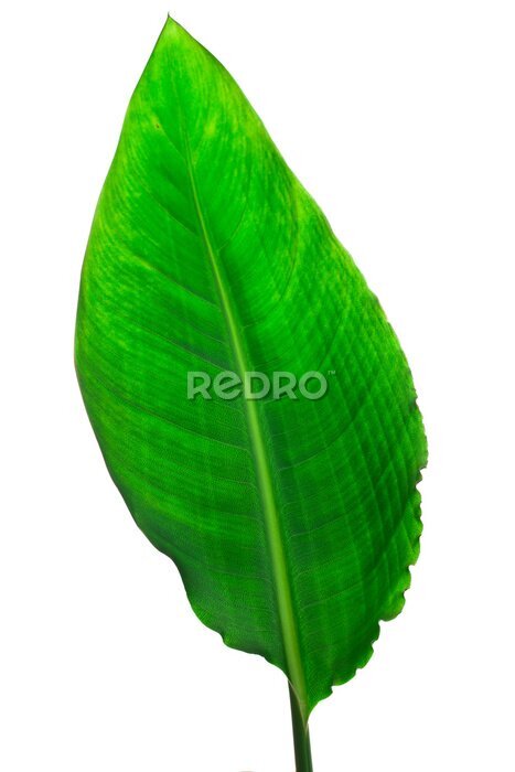 Papier peint  Strelitzia reginae, Heliconia, Bird of paradise, foliage isolated on white background.