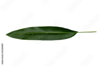 Papier peint  Strelitzia reginae  Heliconia  Bird of paradise foliage isolated on white background  with clipping path