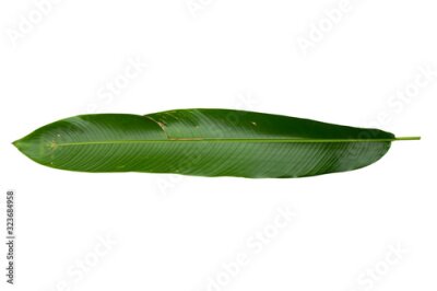 Papier peint  Strelitzia reginae  Heliconia  Bird of paradise foliage isolated on white background  with clipping path