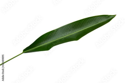 Papier peint  Strelitzia reginae  Heliconia  Bird of paradise foliage isolated on white background  with clipping path