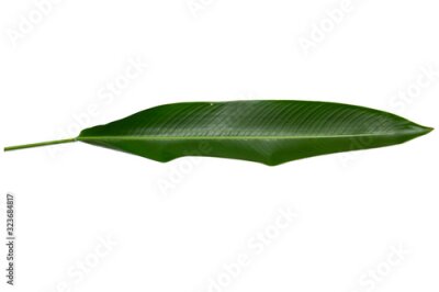 Papier peint  Strelitzia reginae  Heliconia  Bird of paradise foliage isolated on white background  with clipping path