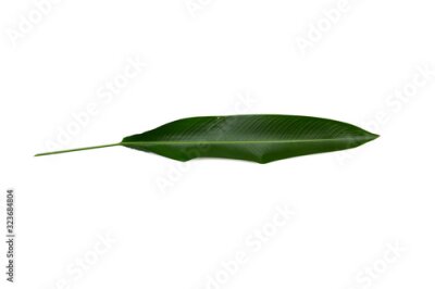 Papier peint  Strelitzia reginae  Heliconia  Bird of paradise foliage isolated on white background  with clipping path