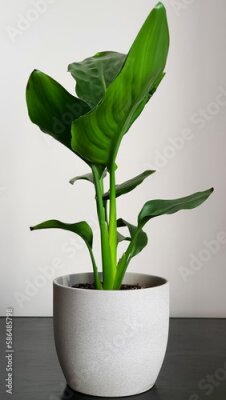 Papier peint  Strelitzia reginae, Heliconia, Bird of paradise foliage. Potted houseplant.