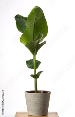 Papier peint  Strelitzia reginae, Heliconia, feuillage d'oiseau de paradis isolé sur fond blanc,