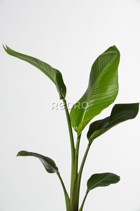 Papier peint  Strelitzia reginae, Heliconia, feuillage d'oiseau de paradis isolé sur fond blanc,