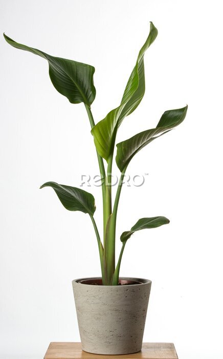 Papier peint  Strelitzia reginae, Heliconia, feuillage d'oiseau de paradis isolé sur fond blanc,