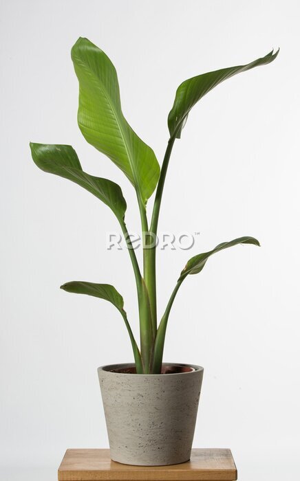 Papier peint  Strelitzia reginae, Heliconia, feuillage d'oiseau de paradis isolé sur fond blanc,