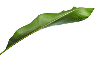 Papier peint  Strelitzia reginae, Heliconia, feuillage d'oiseau de paradis isolé sur fond blanc, avec un tracé de détourage