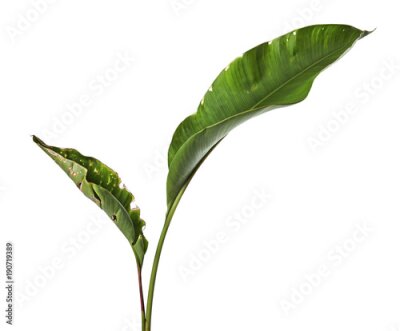 Papier peint  Strelitzia reginae, Heliconia, feuillage d'oiseau de paradis isolé sur fond blanc, avec un tracé de détourage