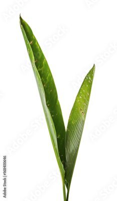 Papier peint  Strelitzia reginae, Heliconia, Feuillage d'oiseaux de paradis isolé sur fond blanc, avec tracé de découpage