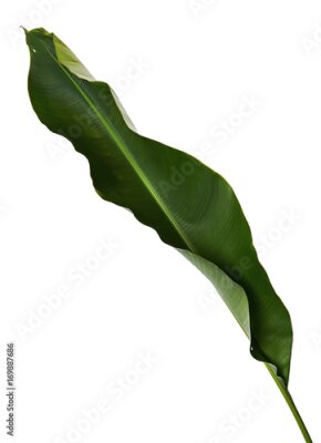 Papier peint  Strelitzia reginae, Heliconia, Feuillage d'oiseaux de paradis isolé sur fond blanc, avec tracé de découpage