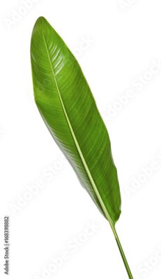 Papier peint  Strelitzia reginae, Heliconia, Feuillage d'oiseaux de paradis isolé sur fond blanc, avec tracé de découpage