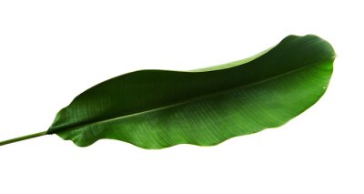 Papier peint  Strelitzia reginae, Heliconia, Feuillage d'oiseaux de paradis isolé sur fond blanc, avec tracé de découpage