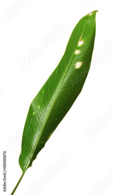 Papier peint  Strelitzia reginae, Heliconia, Feuillage d'oiseaux de paradis isolé sur fond blanc, avec tracé de découpage