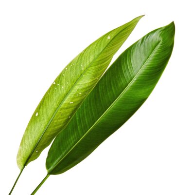 Papier peint  Strelitzia reginae, Heliconia, Feuillage d'oiseaux de paradis isolé sur fond blanc, avec tracé de découpage