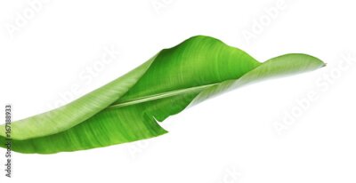 Papier peint  Strelitzia reginae, Heliconia, Feuillage d'oiseaux de paradis isolé sur fond blanc, avec tracé de découpage