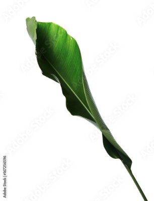 Papier peint  Strelitzia reginae, Heliconia, Feuillage d'oiseaux de paradis isolé sur fond blanc, avec tracé de découpage