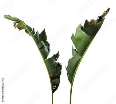 Papier peint  Strelitzia reginae, Heliconia, Feuillage d'oiseaux de paradis isolé sur fond blanc, avec tracé de découpage