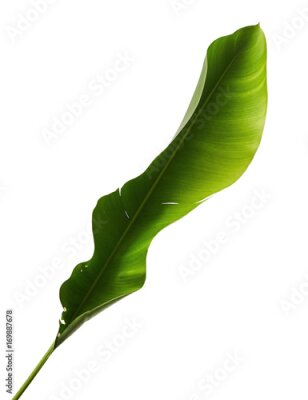 Papier peint  Strelitzia reginae, Heliconia, Feuillage d'oiseaux de paradis isolé sur fond blanc, avec tracé de découpage