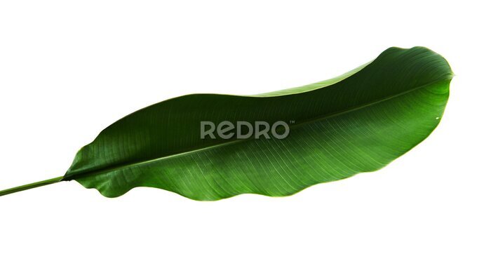 Papier peint  Strelitzia reginae, Heliconia, Feuillage d'oiseaux de paradis isolé sur fond blanc, avec tracé de découpage