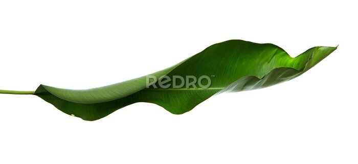 Papier peint  Strelitzia reginae, Heliconia, Feuillage d'oiseaux de paradis isolé sur fond blanc, avec tracé de découpage