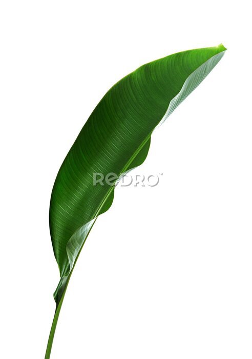 Papier peint  Strelitzia reginae, Heliconia, Feuillage d'oiseaux de paradis isolé sur fond blanc, avec tracé de découpage