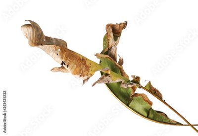 Papier peint  Strelitzia reginae, Heliconia, feuillage oiseau de paradis isolé sur fond blanc, avec un tracé de détourage