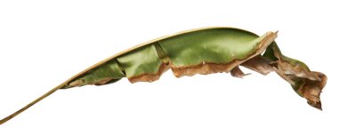 Papier peint  Strelitzia reginae, Heliconia, feuillage oiseau de paradis isolé sur fond blanc, avec un tracé de détourage