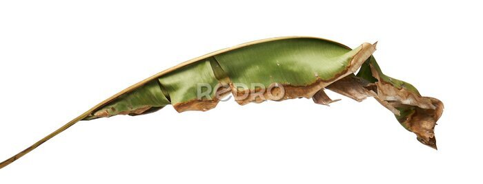 Papier peint  Strelitzia reginae, Heliconia, feuillage oiseau de paradis isolé sur fond blanc, avec un tracé de détourage