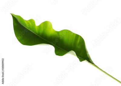 Papier peint  Strelitzia reginae, Heliconia foliage, Tropical leaf isolated on white background, with clipping path 