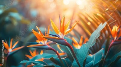 Papier peint  Strelitzia reginae, Heliconia, Tropical leaf, Bird of paradise foliage