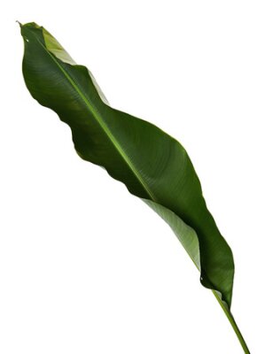 Papier peint  Strelitzia reginae, Heliconia, Tropical leaf, Bird of paradise foliage isolated on white background, with clipping path