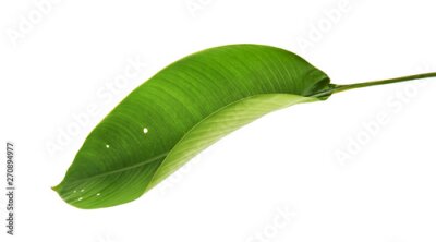 Papier peint  Strelitzia reginae, Heliconia, Tropical leaf, Bird of paradise foliage isolated on white background, with clipping path                           