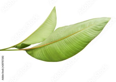 Papier peint  Strelitzia reginae, Heliconia, Tropical leaf, Bird of paradise foliage isolated on white background, with clipping path     