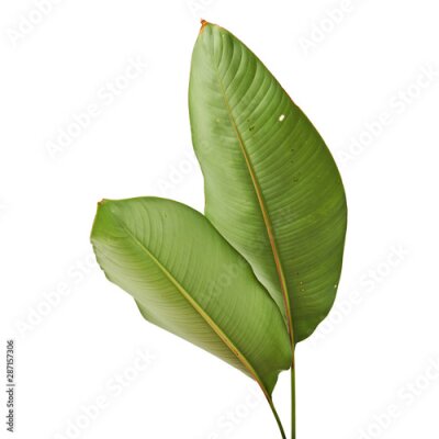 Papier peint  Strelitzia reginae, Heliconia, Tropical leaf, Bird of paradise foliage isolated on white background, with clipping path     