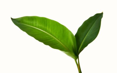 Papier peint  Strelitzia reginae, Heliconia, Tropical leaf, Bird of paradise foliage isolated on white background, with clipping path