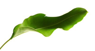 Papier peint  Strelitzia reginae, Heliconia, Tropical leaf, Bird of paradise foliage isolated on white background, with clipping path