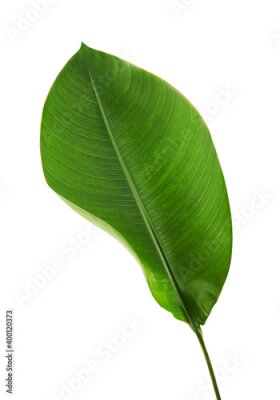 Papier peint  Strelitzia reginae, Heliconia, Tropical leaf, Bird of paradise foliage isolated on white background, with clipping path